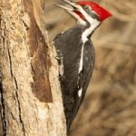 午夜无码片在线观看影院 hcu28