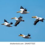 大五人格分析:揭示个体性格特征与行为模式的奥秘 2bc8kji25