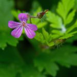 如何找到Picacg下载的漫画存储位置及使用技巧 be8bs