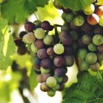 下载1213交警app平台:便捷交通服务助您出行无忧 h36f3