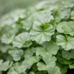 探索爱丁堡大学:学术卓越与文化多样性的结合 bv2lvag