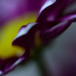 探索含羞草网站:阿里巴巴永不失联的神秘入口 i6qpz1t7t4